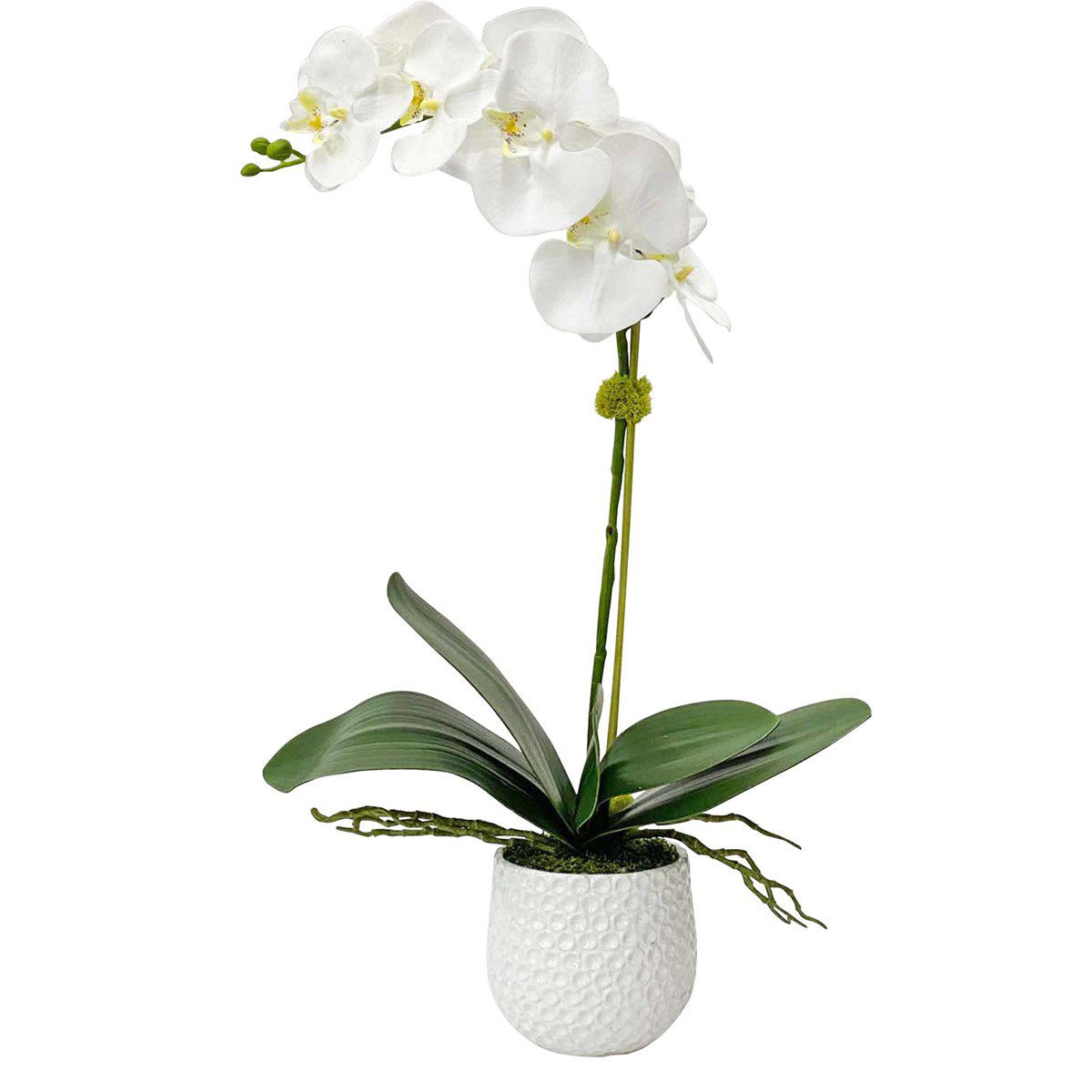 A gracefully arching stem of white orchids with reindeer moss accents over a bed of naturally preserved moss, placed in a contemporary textured white ceramic pot. Container is 4.5" W x 4.5" H x 4.5" D.