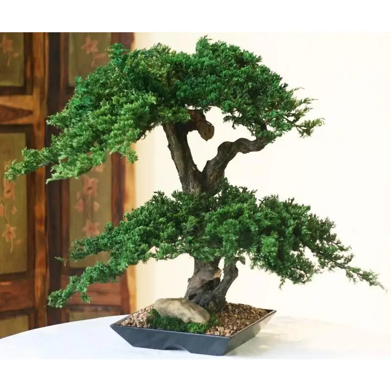 Preserved Monterey Bonsai Tree- Double Double