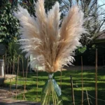 Pampas grass Large Beige Chic fluffy Dried tall bouquet