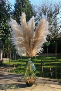 Pampas grass Large Beige Chic fluffy Dried tall bouquet