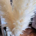 Large Pampas Grass Ivory cream pampass grasses decor