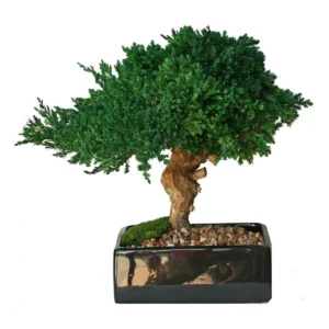 Preserved Monterey Bonsai - Single