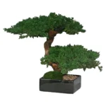 Preserved Monterey Bonsai - Double