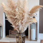 Pampas grass Large Beige Chic fluffy Dried tall bouquet