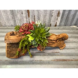 Cacti Succulent Log