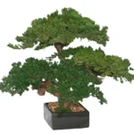 Preserved Monterey Bonsai - Triple