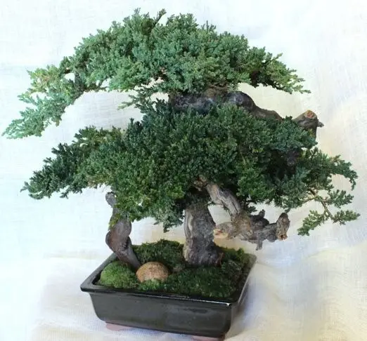 About this product Bonsai is a japanese art form using a miniature tree grown in containers. The ultimate goal of bonsai is to create a representation of nature.. This is skillfully done with knowledge and creativity. At forever green art, we have mastered the craft of preserving juniper green mound (procumbens). Then we mount the juniper onto california grape wood to create a uniquely, artistic tree. You can enjoy your bonsai for years without maintance approximately, 14 to 16" tall by 12 to 14" wide Colour: black tray green tree. Details • Made in United States