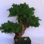 Preserved Monterey Bonsai - Triple