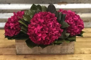 Four Bloom-preserved hydrangea