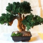 Preserved Monterey Bonsai - Triple