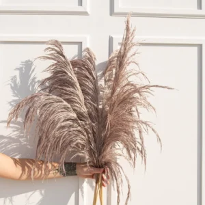 Silky Preserved Oyster Mushroom Pampas