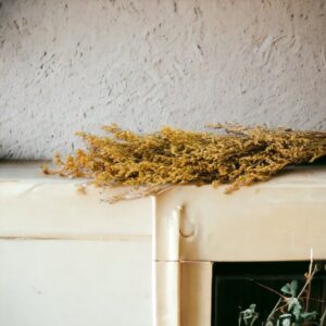 Preserved Caspia - Yellow